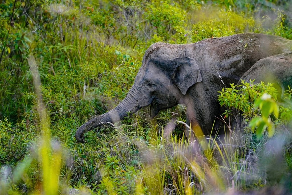 This Mobile Veterinary Unit Is Standing Between Sumatra’s Elephants and Extinction