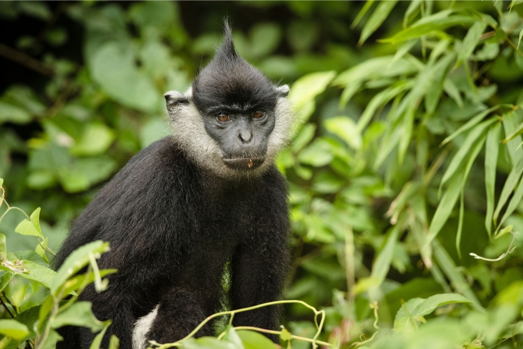 Delacour’s langurs have long tufts of upright hair on top of their heads, and white whiskers on their cheeks.