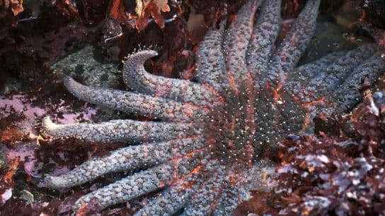 Lab-Grown Sunflower Sea Stars Offer Hope for Vanishing Marine Ecosystems 