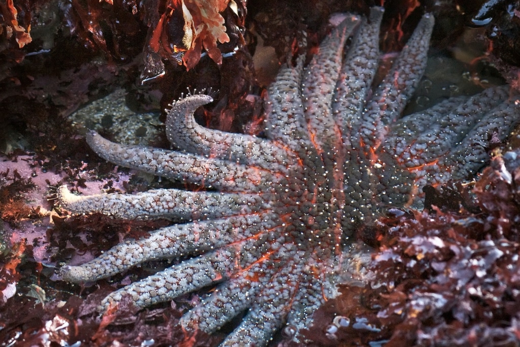 Lab-Grown Sunflower Sea Stars Offer Hope for Vanishing Marine Ecosystems 