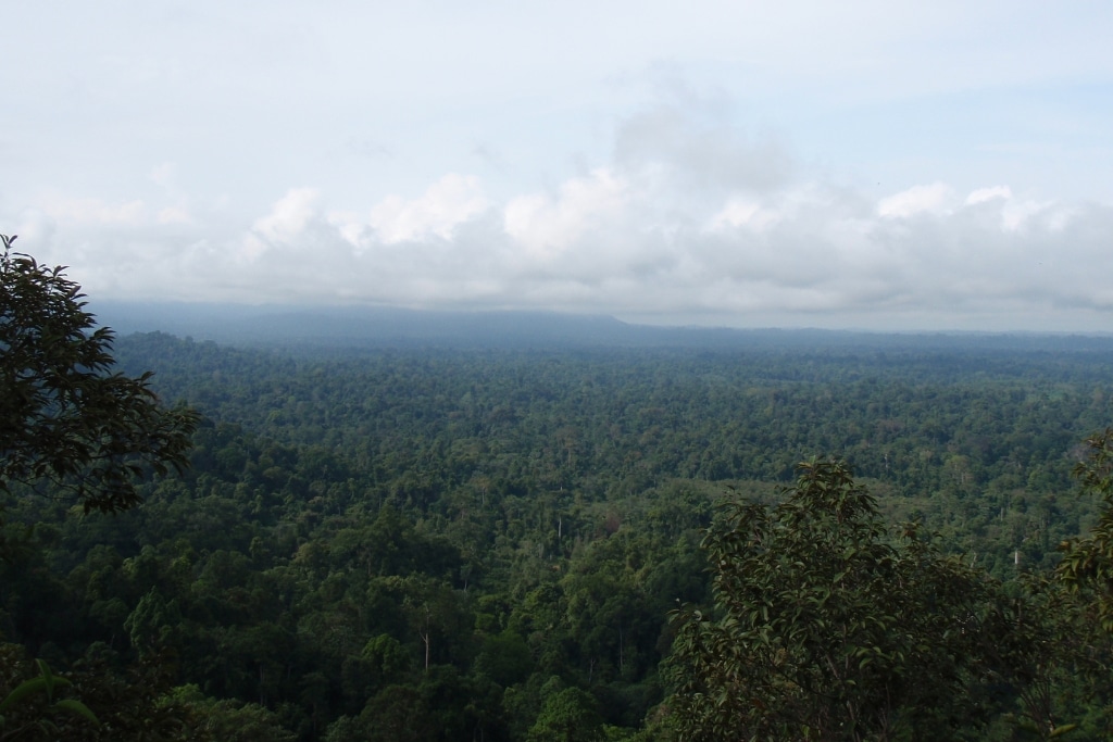 Tiger habitat in the lowland rainforests of the Bukit Tigapuluh Ecosystem in Sumatra, Indonesia.