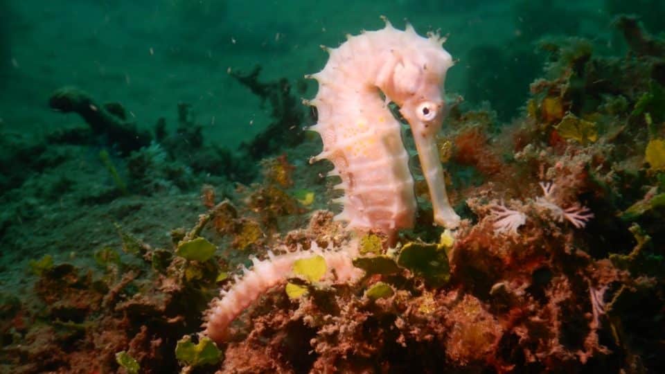 A spiny seahorse (Hippocampus histrix). Seahorses are a frequently trafficked marine species.