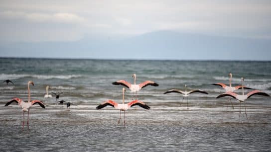 Pink Flamingos in Pogradec, Albania.