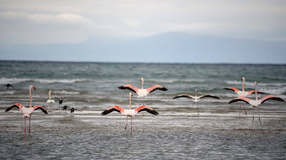 Pink Flamingos in Pogradec, Albania.