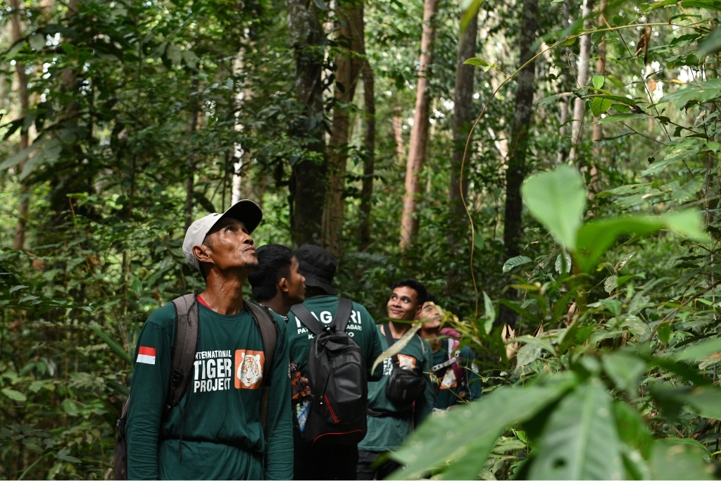 Tiger Patrol Team patrolling tiger habitat, West Sumatra, Indonesia.