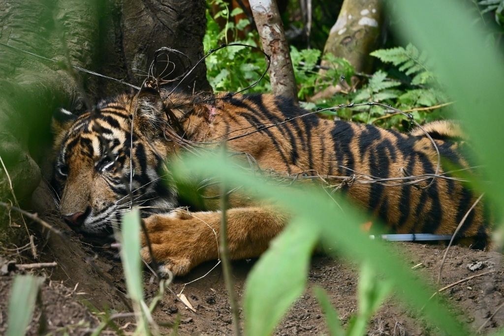 Young female Sumatran tiger caught in a snare in the wild, May 2026. West Sumatra, Indonesia.