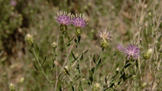 The Russian Knapweed is an invasive species that has invaded pastures, degraded croplands, rangeland, roadsides, riparian areas, and irrigation ditches in New Mexico.