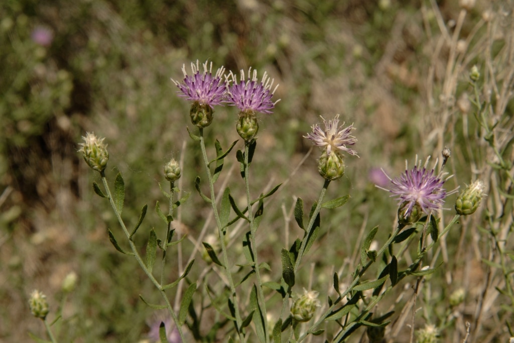 World Leaders Must Tackle Invasive Species in Rangelands Head On