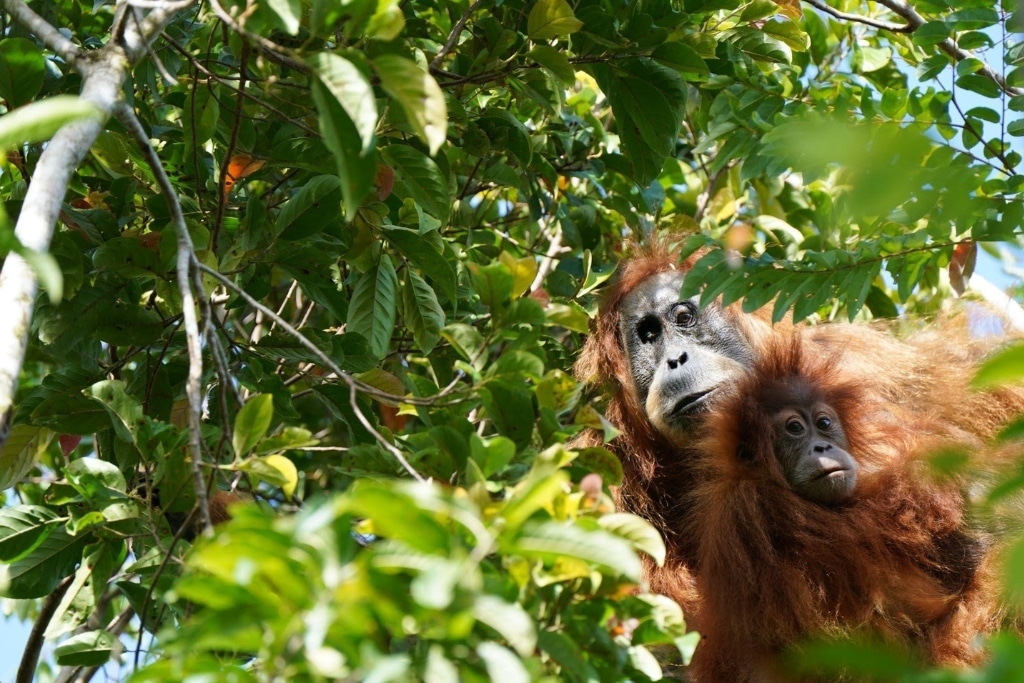 With less than 700 remaining in the wild, the Tapanuli orangutan is the most Critically Endangered great ape.