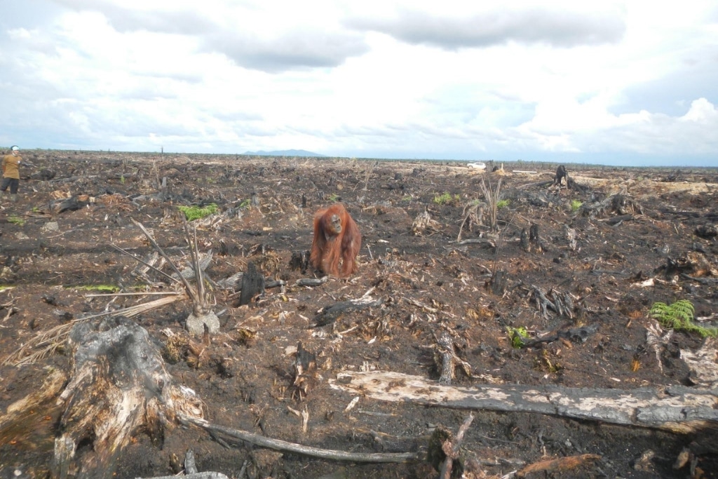 An orangutan found displaced and starving as their rainforest was destroyed for palm oil.
