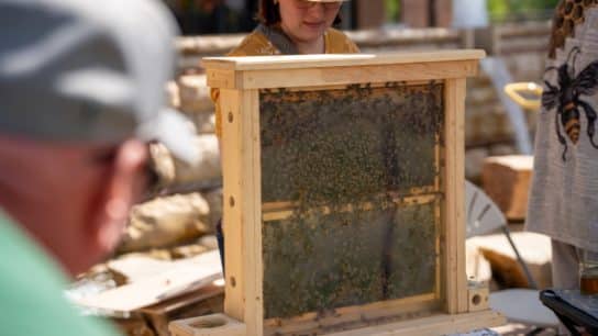 Visitors explore a live observation hive during a pollinator education event at Baseline