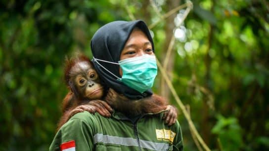 Infant orangutan Pansy was rescued when her forest home was destroyed for coal mining, and has now begun many years of rehabilitation at our rescue centre in East Borneo to learn how to survive in the wild.