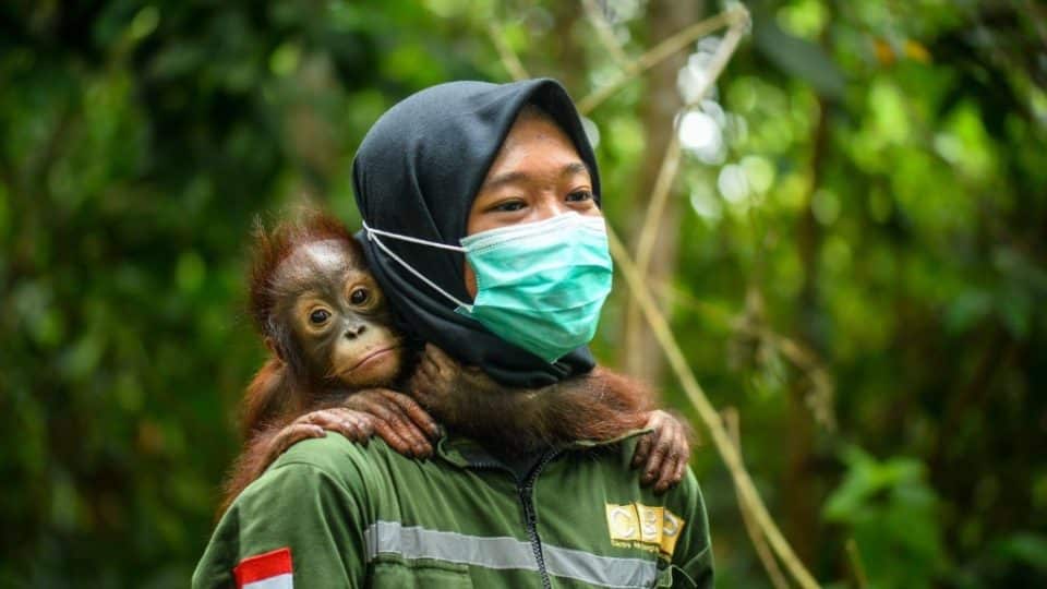 Infant orangutan Pansy was rescued when her forest home was destroyed for coal mining, and has now begun many years of rehabilitation at our rescue centre in East Borneo to learn how to survive in the wild.